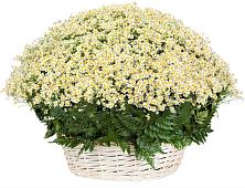 Цветочная композиция из Ромашки в корзине #REPLACE_PRED# Уве